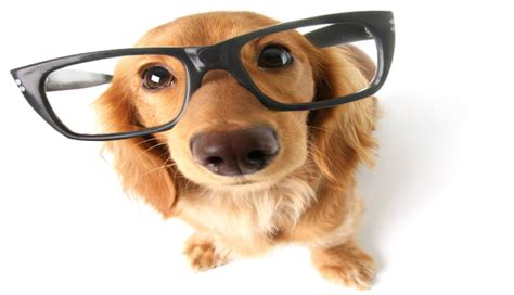 cachorro de oculos